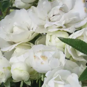 Comanda trandafiri online - Alb - trandafir pentru straturi Polyantha - fără parfum - Rosa Snövit - D.A. Koster, F.J. Grootendorst - Floare durabilă,grupată în ciorchine. Arată foarte bine sădit în grupuri